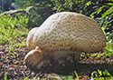 Agaricus augustus